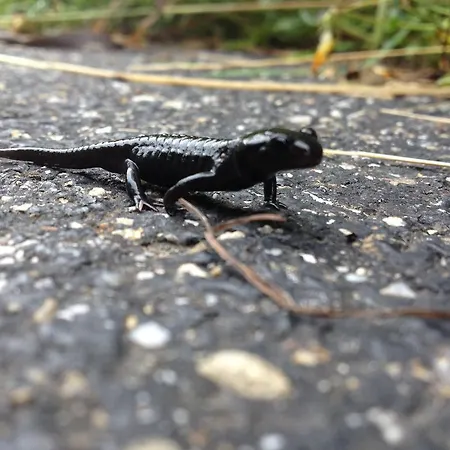 维德利木屋酒店 公寓 Achseten