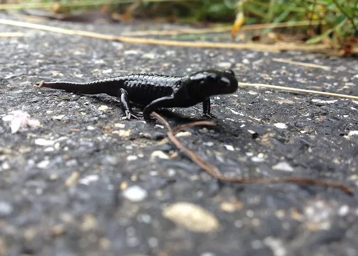 Weidli Appartement Achseten